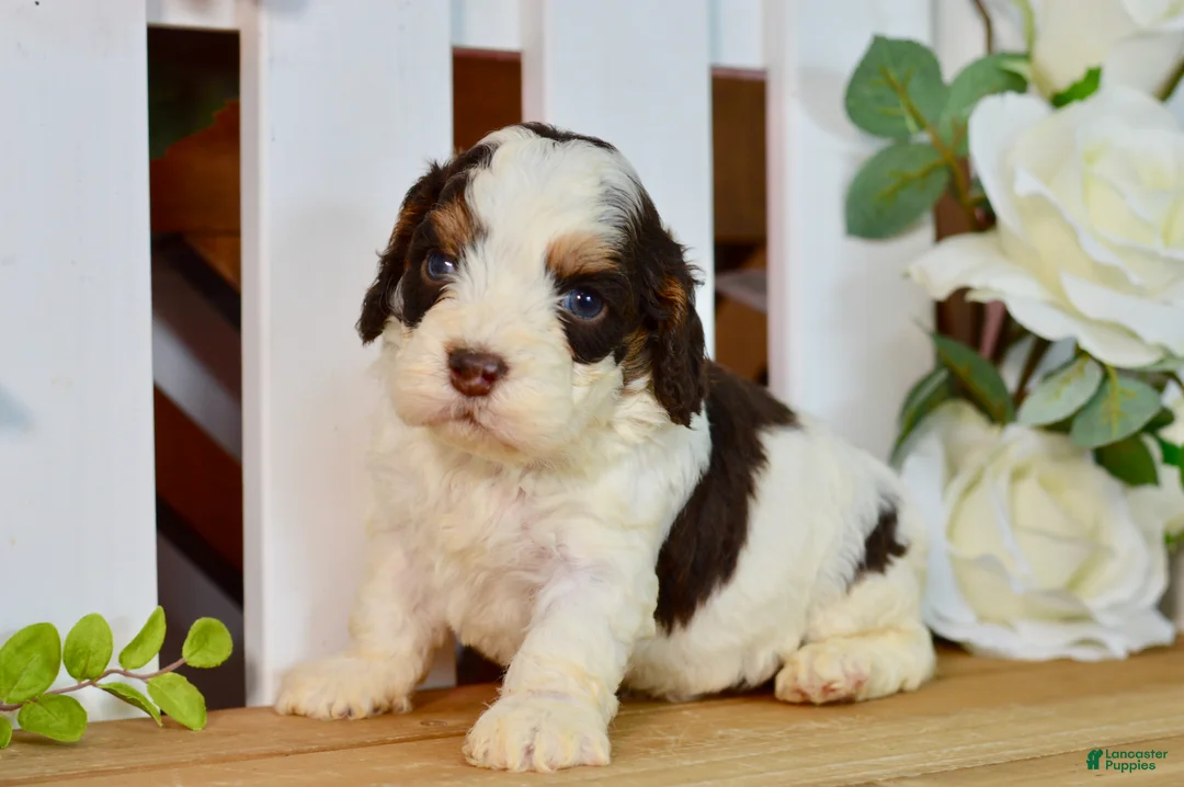 Cockapoo dogs for sale: Caleb - Ad 1
