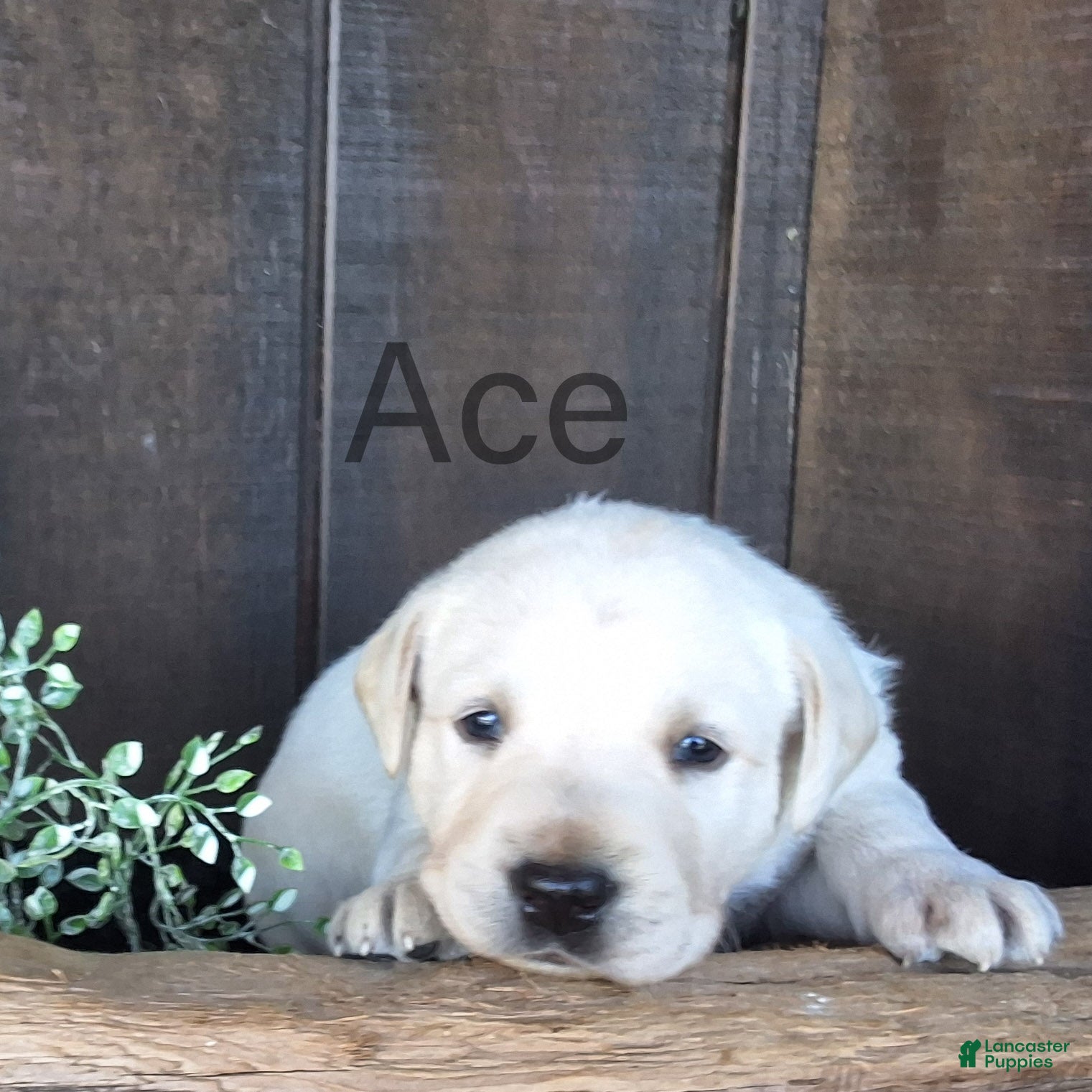 Labrador Retriever dogs Ace Labrador Retriever 2 - Ad 1