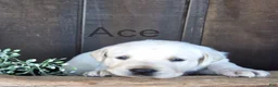 Labrador Retriever dogs for sale: Ace Labrador Retriever 2 - Ad 1