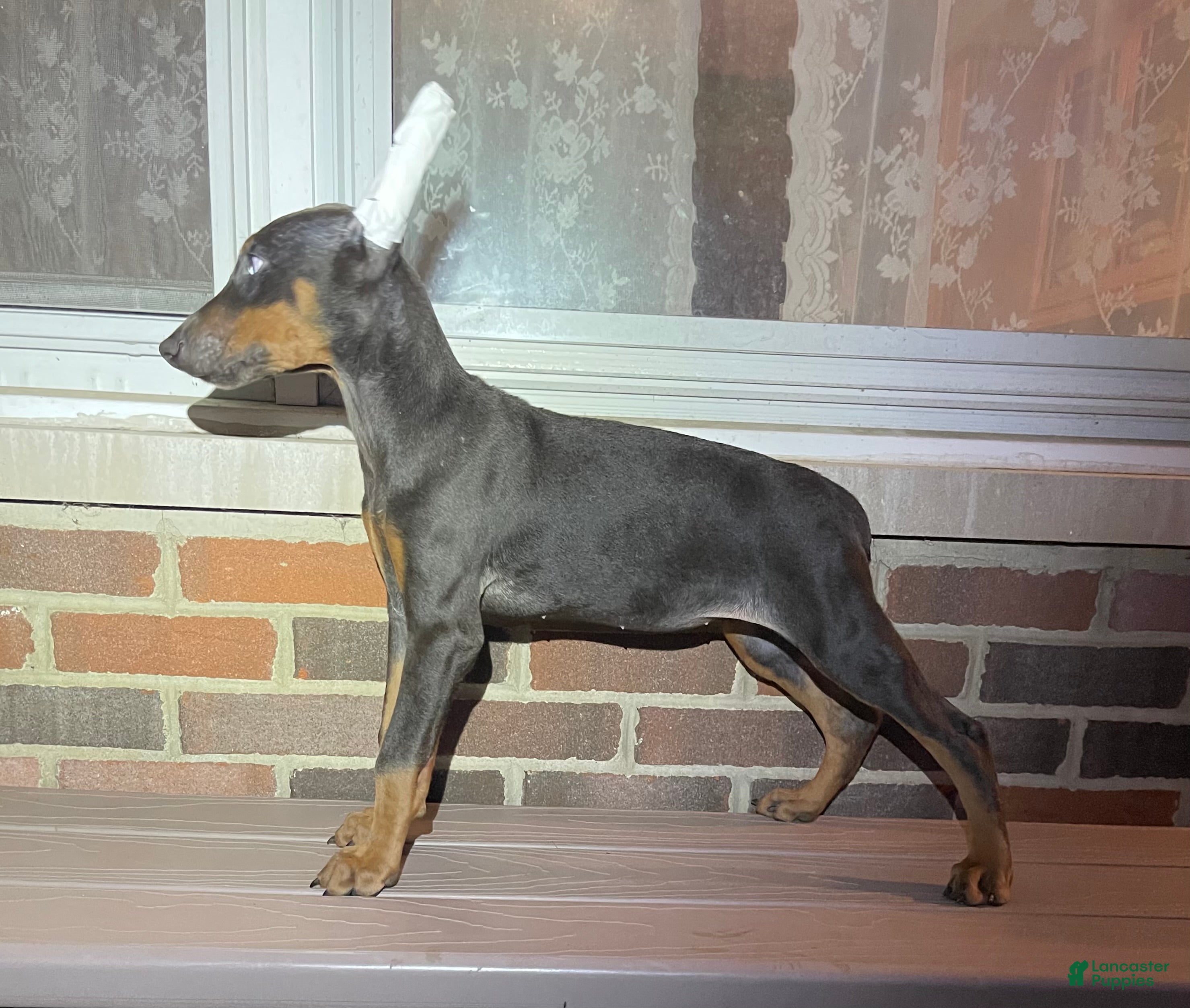 Doberman Pinscher dogs Rogue - Ad 2
