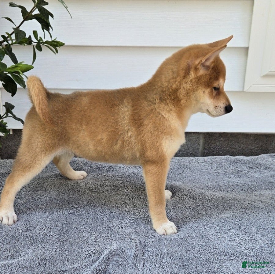 Shiba Inu dogs Marshall - Ad 2