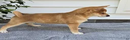 Shiba Inu dogs for sale: Marshall - Ad 3