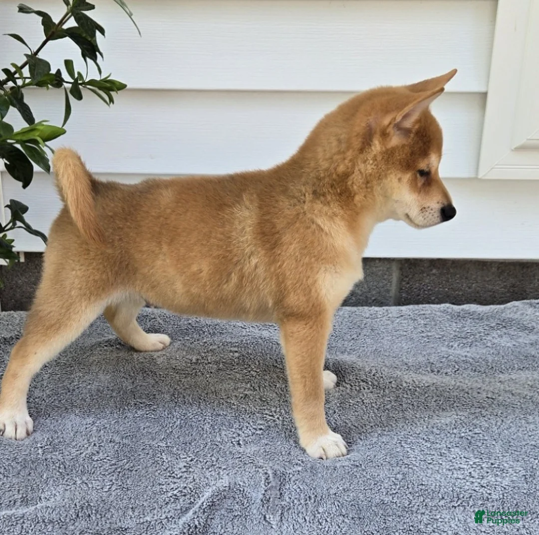 Shiba Inu dogs for sale: Marshall - Ad 3