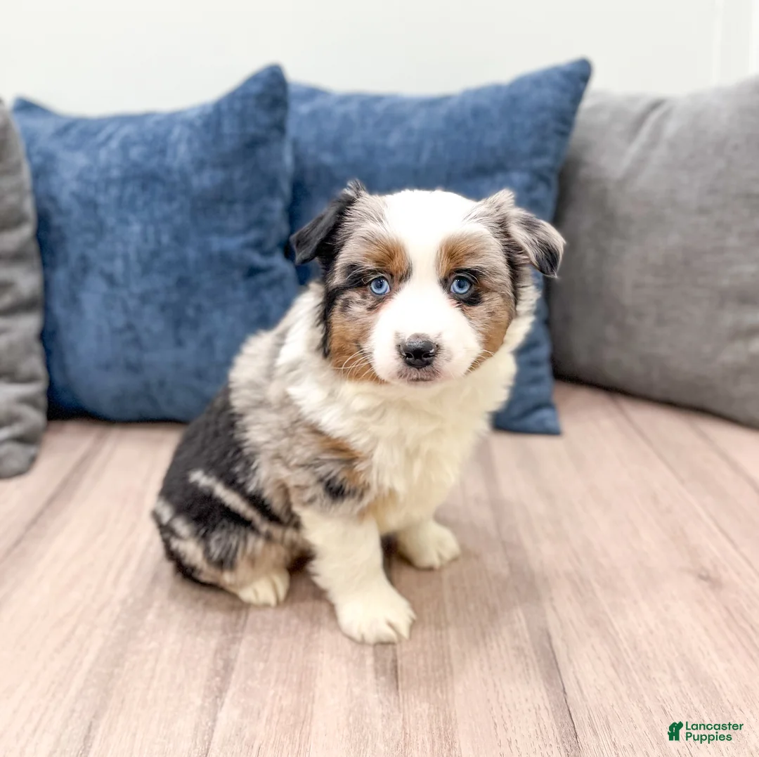 Miniature Australian Shepherd dogs for sale: Bingo - Ad 3