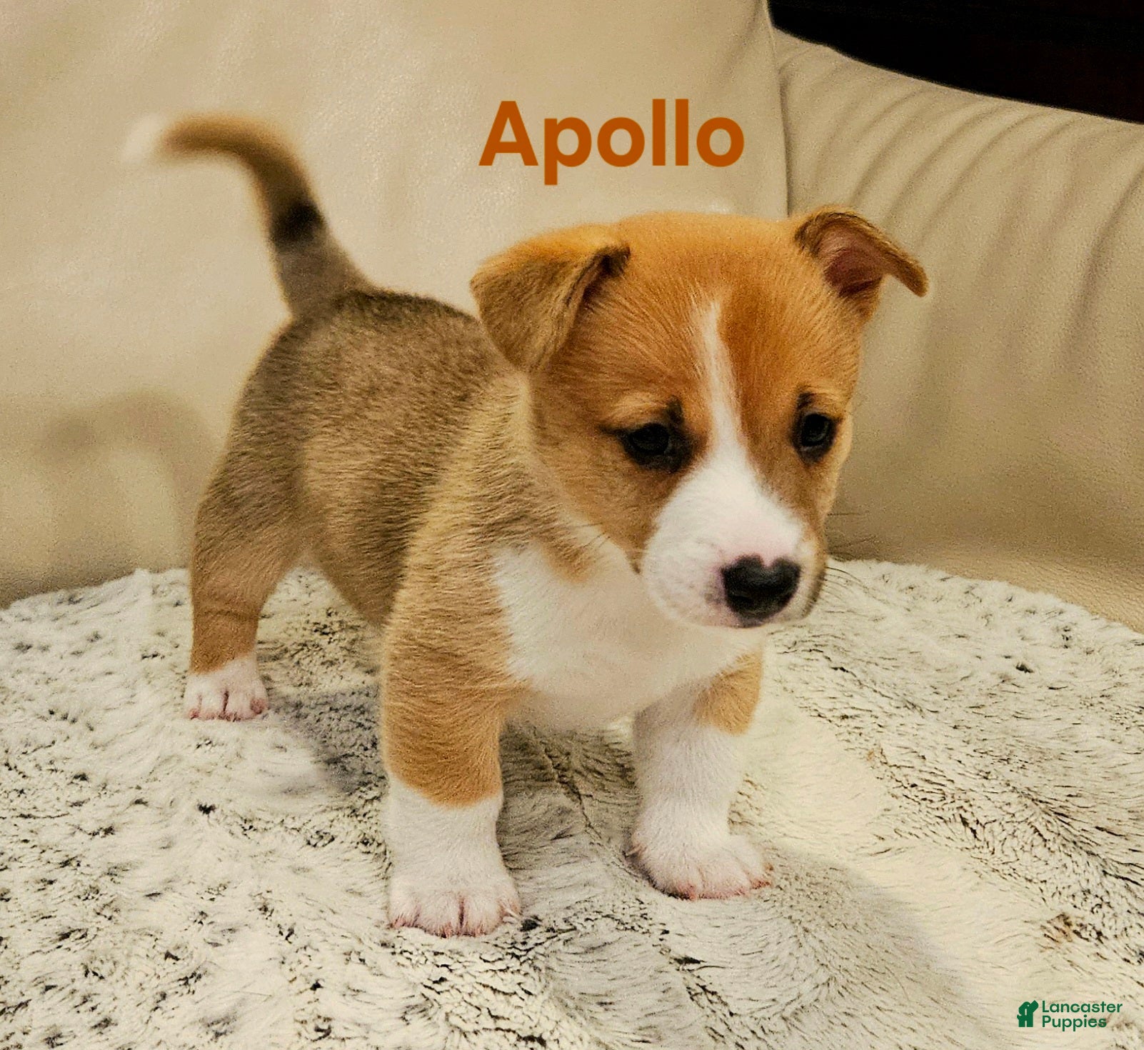 Mixed Breed dogs Apollo - Ad 2