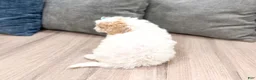 Cavapoo dogs for sale: Laina - Ad 5