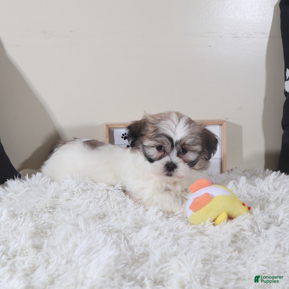 Teddy Bear dogs Teddy Bear Honey - Ad 23