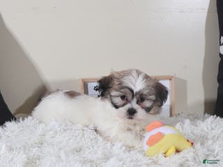 Teddy Bear dogs Teddy Bear Honey - Ad 23