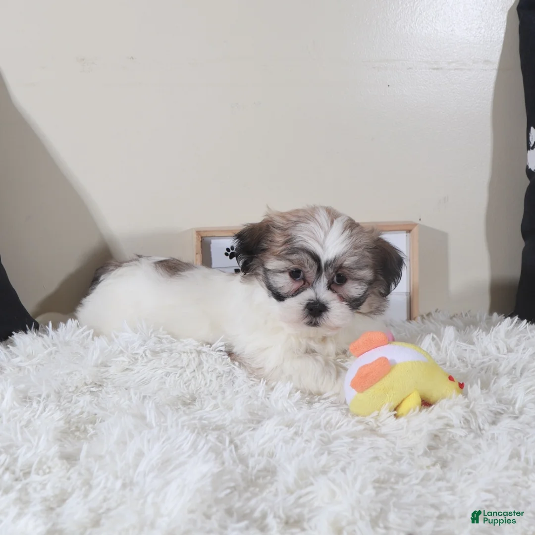 Teddy Bear dogs for sale: Teddy Bear Honey - Ad 1