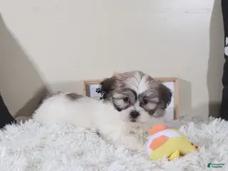 Teddy Bear dogs Teddy Bear Honey - Ad 22