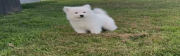 Samoyed dogs for sale: Nimbus  - Ad 4