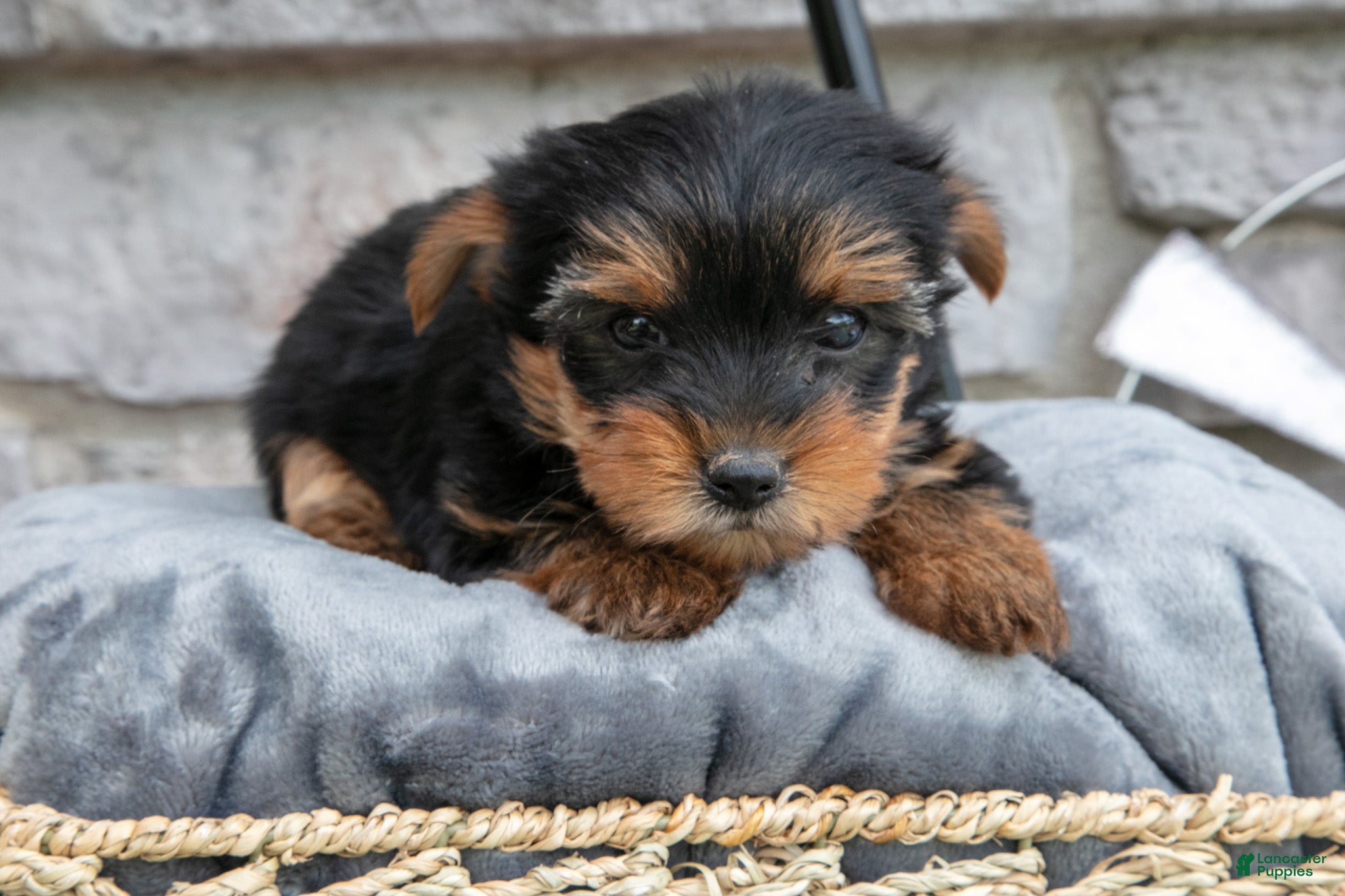 Yorkshire Terrier dogs Brady - Ad 1