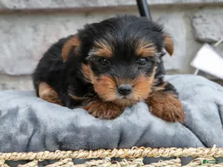 Yorkshire Terrier dogs for sale: Brady - Ad 2