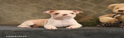 Boston Terrier dogs for sale: Cinnamon - Ad 4