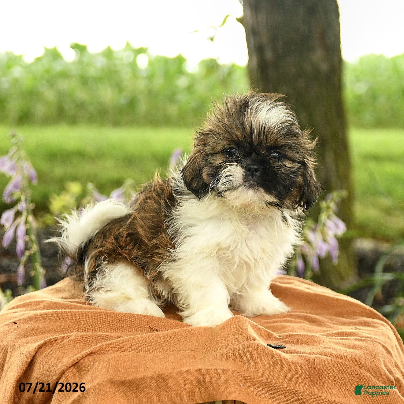 Shih Tzu dogs Zayla - Ad 2