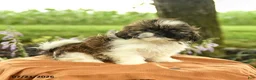Shih Tzu dogs for sale: Zayla - Ad 2