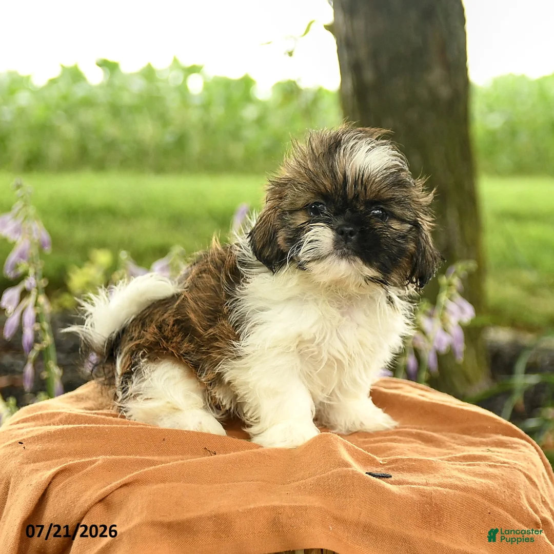 Shih Tzu dogs for sale: Zayla - Ad 2