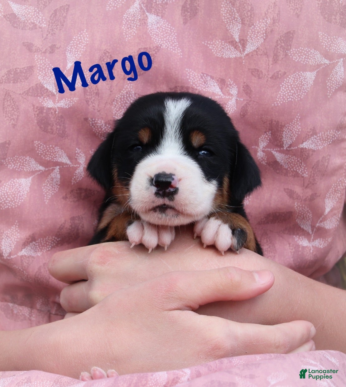 Greater Swiss Mountain Dog dogs Greater Swiss Mountain Dog Puppy 2 - Ad 1