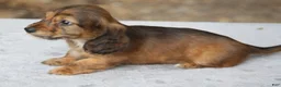 Dachshund dogs for sale: Red Brindle Longhair Small Standard - Ad 4