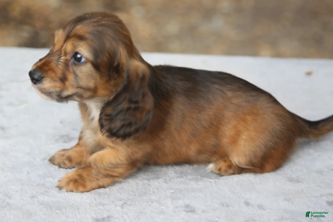 Dachshund dogs for sale: Red Brindle Longhair Small Standard - Ad 4