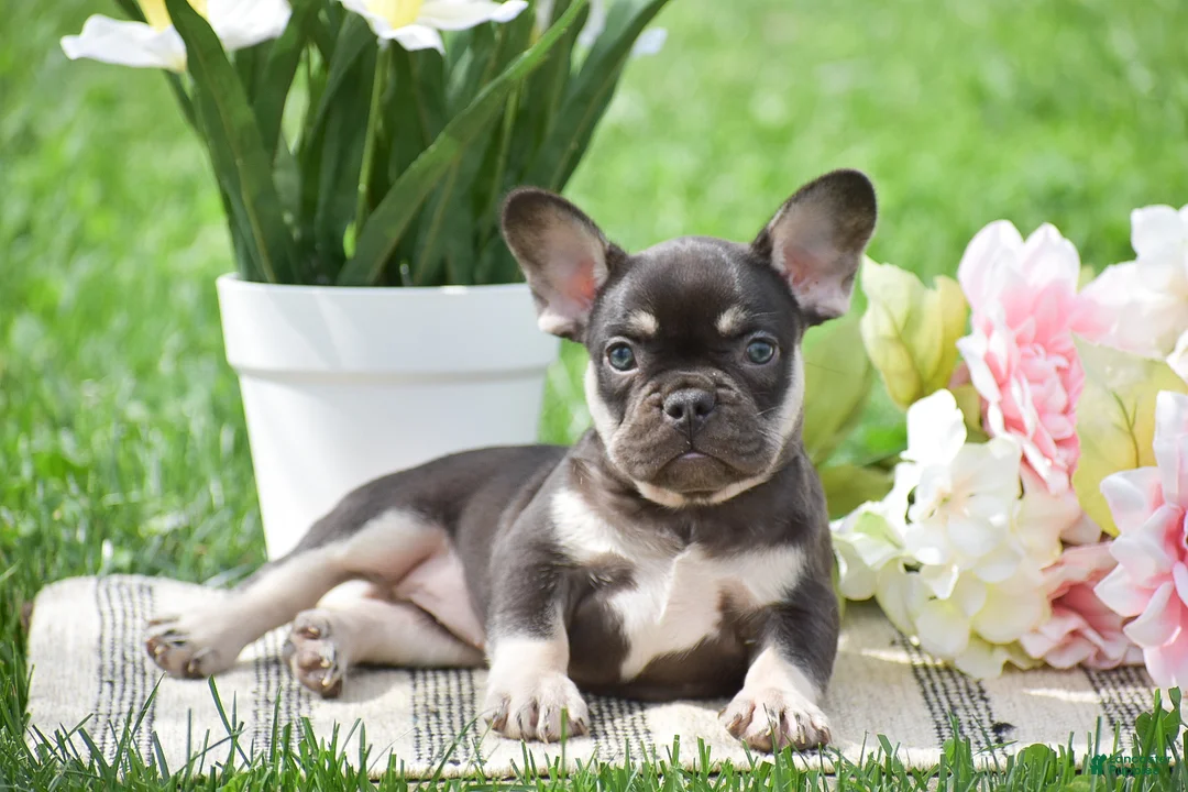 French Bulldog dogs for sale: Veronica - Ad 2