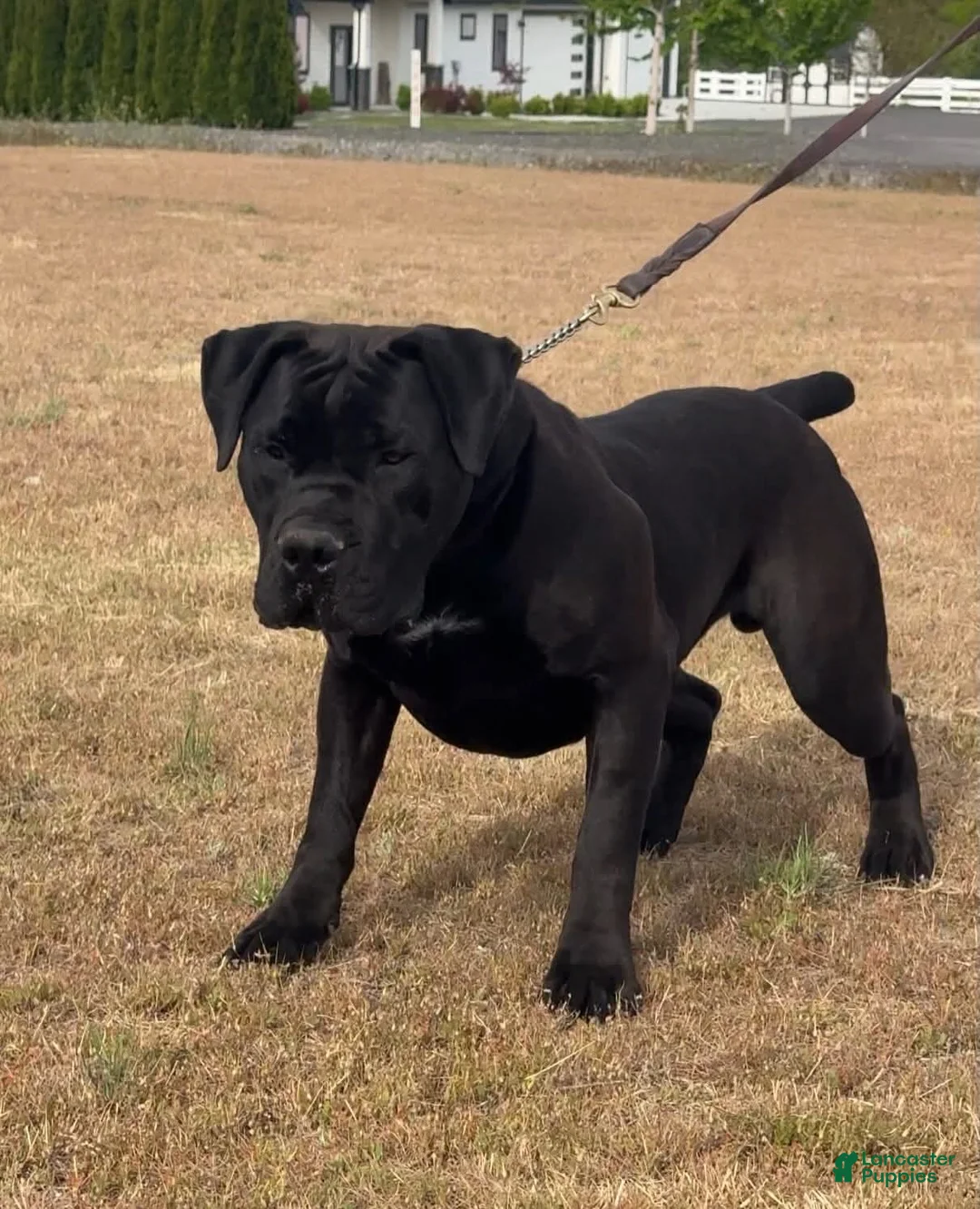 South African Boerboels dogs for sale: South African Boerboels Puppy 2 - Ad 2