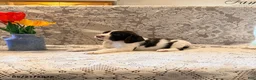 English Springer Spaniel dogs for sale: Snooby - Ad 3