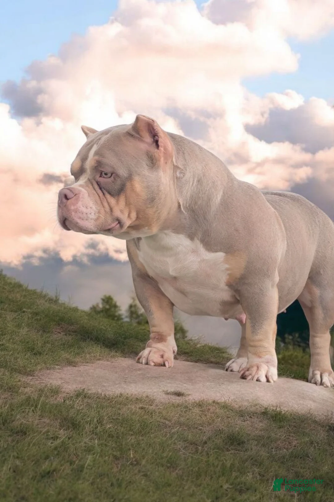 American Bully dogs for sale: American Bully Puppy 1 - Ad 12
