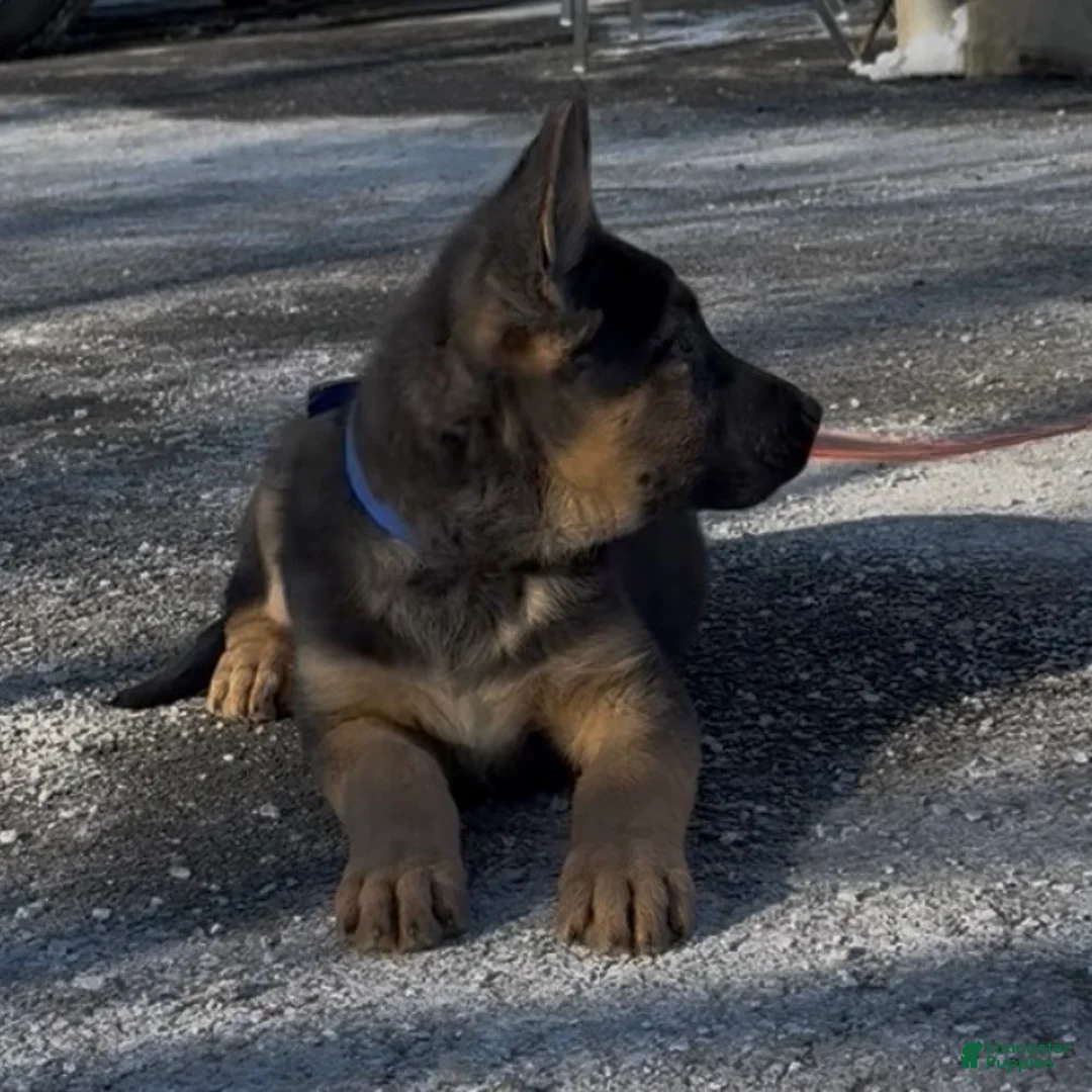 German Shepherd dogs for sale: SIMON - Ad 4