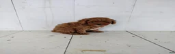 Toy Poodle dogs for sale: Lucky - Ad 4