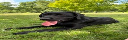 Labrador Retriever dogs for sale: Labrador Retriever JACKIE - Ad 14