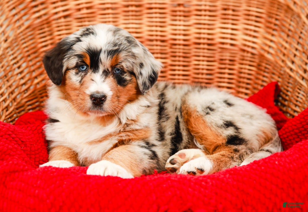 Aussiedoodle dogs for sale: Shadow Standard - Ad 5