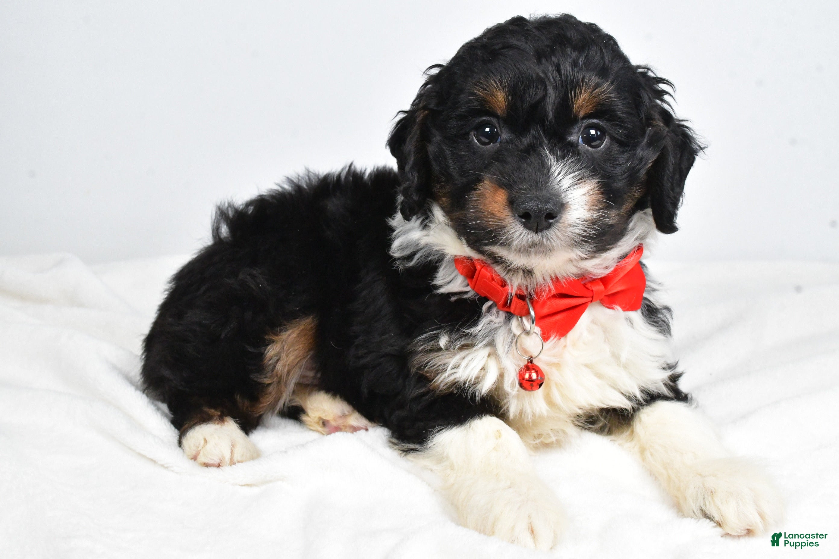Mini Aussiedoodle dogs Goofy - Ad 2