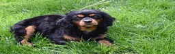 Cavalier King Charles Spaniel dogs for sale: Parker - Ad 7