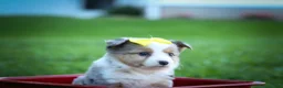 Mixed Breed dogs for sale: Gabby💕 - Ad 16