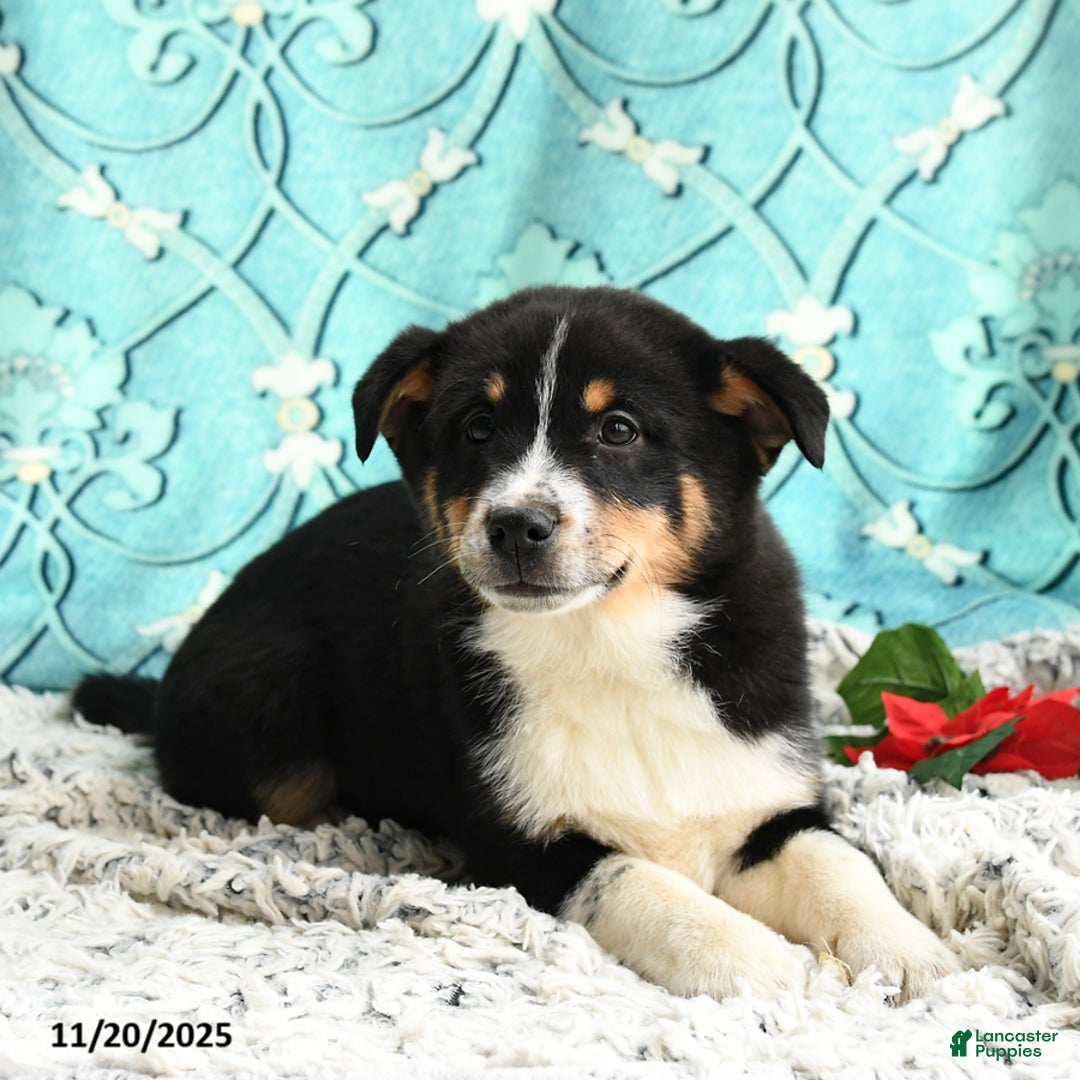 Mixed Breed dogs for sale: Moki - Ad 3