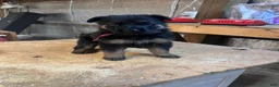 German Shepherd dogs for sale: Male 1 - Ad 4