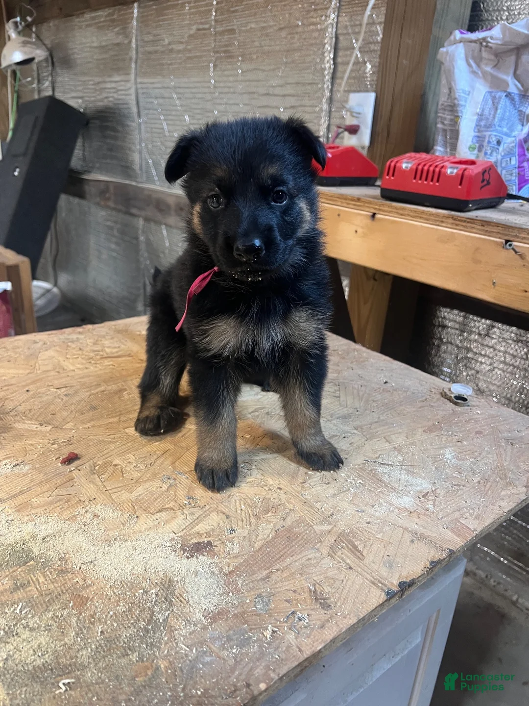 German Shepherd dogs for sale: Male 1 - Ad 4