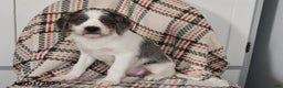 Mixed Breed dogs for sale: Buckeye - Ad 3