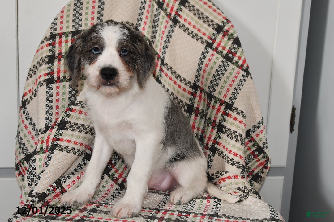 Mixed Breed dogs for sale: Buckeye - Ad 3