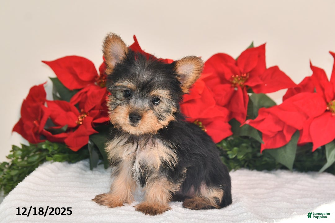 Yorkshire Terrier dogs for sale: Harper - Ad 5