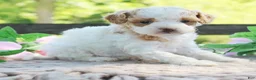Cavapoo dogs for sale: Dottie - Ad 3