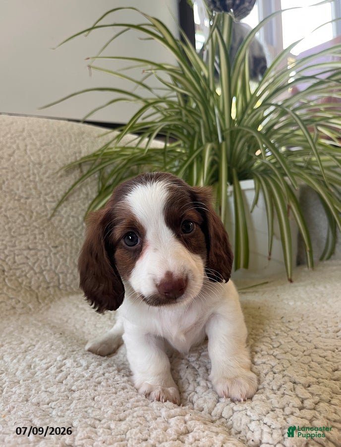Miniature Dachshund dogs Betsy - Ad 2