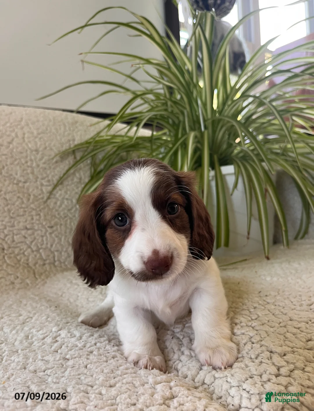 Miniature Dachshund dogs for sale: Betsy - Ad 2