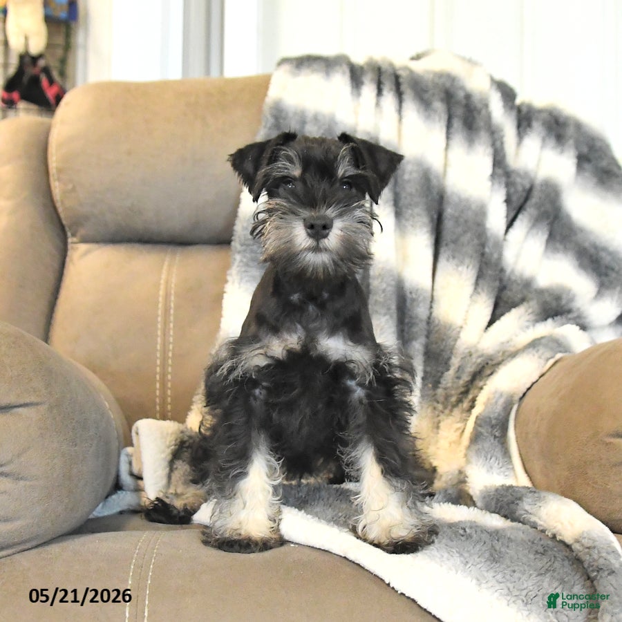 Miniature Schnauzer dogs Herbie - Ad 2