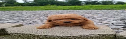 Mini Goldendoodle dogs for sale: Inez - Ad 19