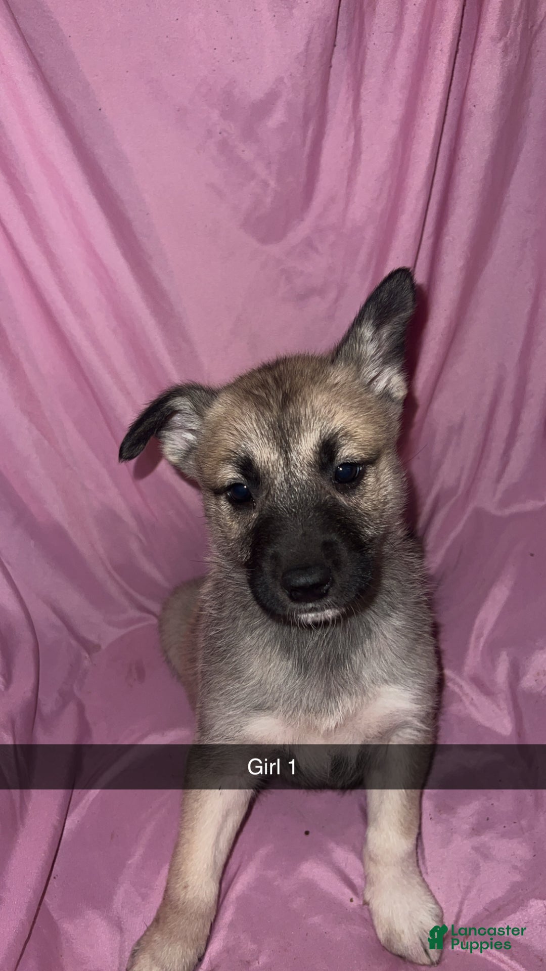 Mixed Breed dogs for sale: Girl1 - Ad 2