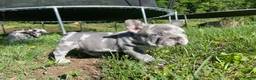 French Bulldog dogs for sale: Harvey Dent - Ad 4