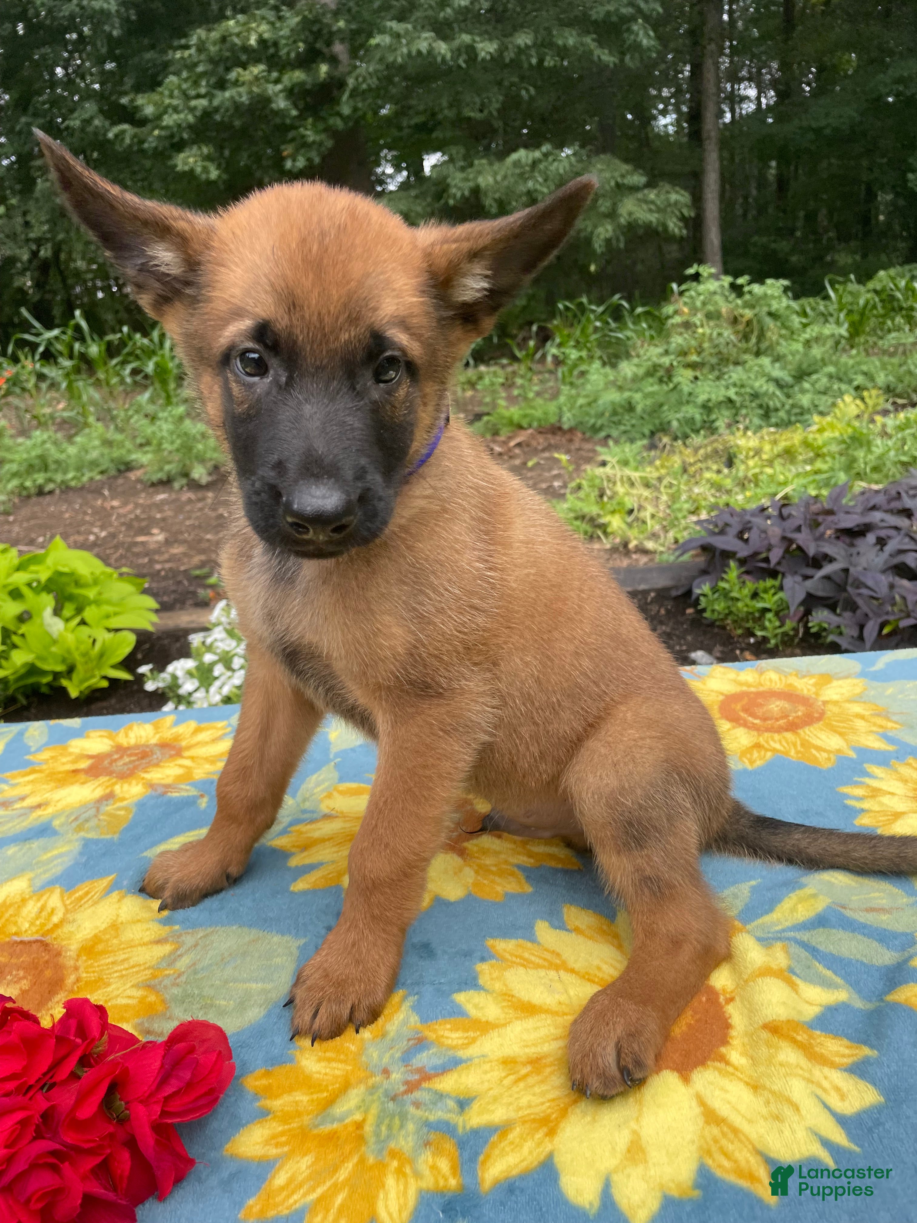 Belgian Malinois dogs Arthur - Ad 2