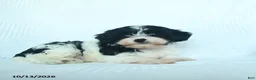Mixed Breed dogs for sale: Cider - Ad 3